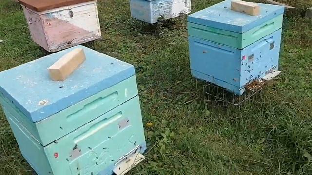 Сегодня на пасеке смотреть онлайн