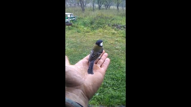 Лучше синица в руках, чем журавль в небе. смотреть онлайн