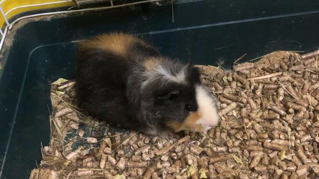 Дазай(любите жизнь она прекрасна)-кавер?.. смотреть онлайн