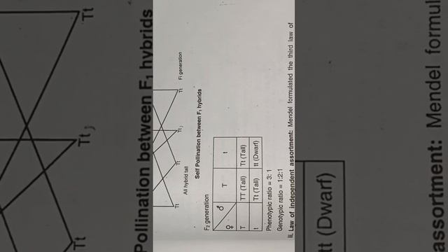 Describe Mendels law of inheritance #CTEVT IMPORTANT QUESTION BOTANY SUBJECTS #ctevt BOTANY SUBS смотреть онлайн