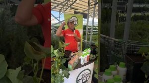 ПОЧЕМУ НЕ РАСТУТ ОГУРЦЫ - на листьях какие-то пятна, а зеленцы сохнут и отваливаются.