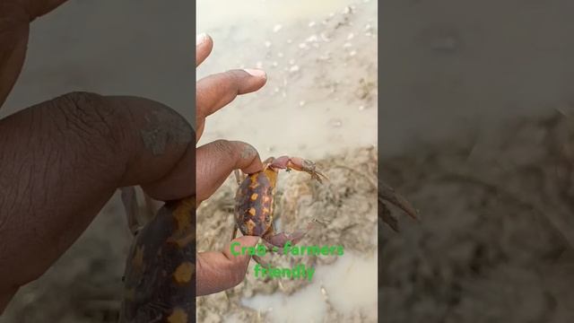 crabscatching crabs crabsfarmers