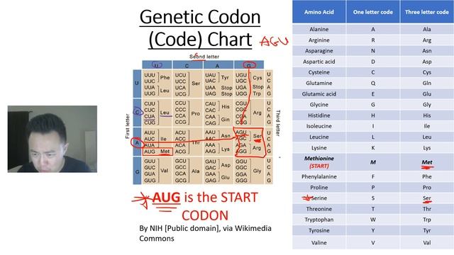 Solving Transcription Translation Replication Problem Walk-through Thorough