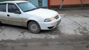 Павловния черенки сколько стоит/ Павловния илдиз каламчалари ..