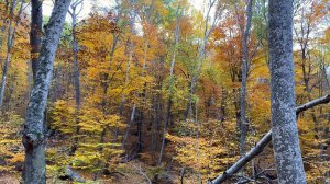 Осень в Крыму. Попали в сказочный лес.