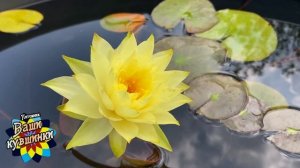 Нимфея Izia (Изя) кувшинка, waterlily, водные растения, пруд