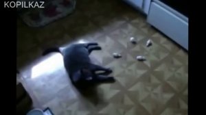 Смешные проделки прикольных котов