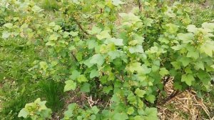 Ночные заморозки. Как спасти сад- огород от возвратных заморозков?