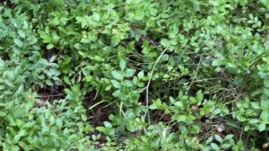 секреты пастбищных трав