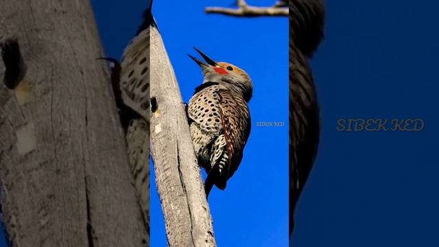 Bird voice/ continue #short смотреть онлайн