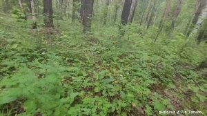 Прогулка по грибам  2 часть с девочками