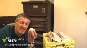 How to Incubate Chicken Eggs