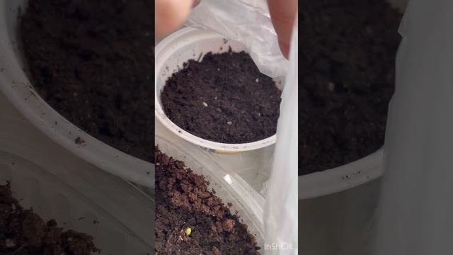 Мои черенки пеларгоний 🌺 ##flowers #цветоводство смотреть онлайн