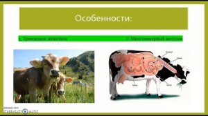 крупный рогатый скот