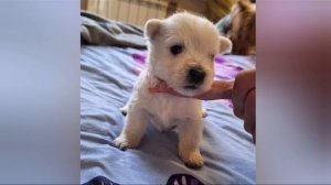 Белые медвежатки! 1месяц