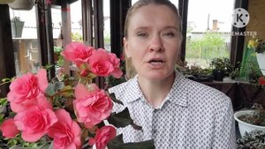 Как предотвратить подгнивание БЕГОНИЙ. Опыт и советы Ани (Хакасия) по препаратам Максим и Фитолавин