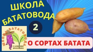 Что надо знать о сортах батата.  Школа бататовода. Урок 2