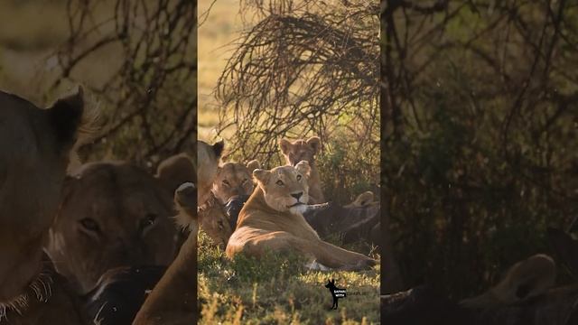 Lions on a kill, great migration in Tanzania  #lion #wildlife #safari #animals #lioncub #big5 #cats смотреть онлайн