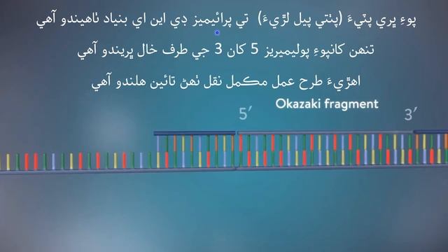 DNA Replication-2 Science Class 8 Chapter 3 Lecture 3 by Nana Abid Sindh Online School