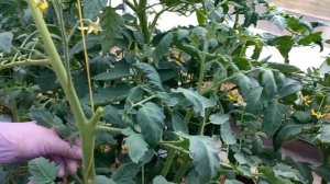 ФОРМИРОВАНИЯ ТОМАТОВ СПОСОБЫ и ПОДВЯЗКА