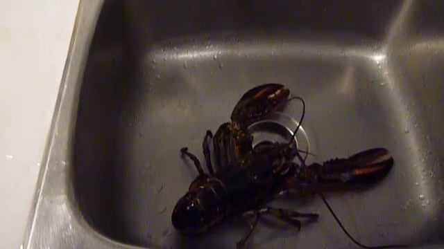 В раковине смотреть онлайн