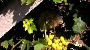 Сорт винограда "Ладушка" - сезон 2018