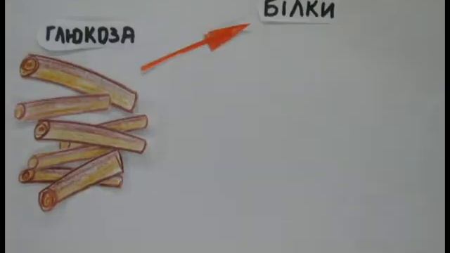 Фотосинтез