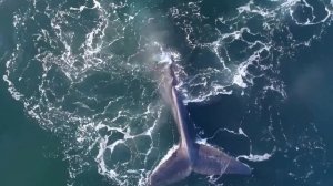 Самые Гигантские Морские Существа в Истории