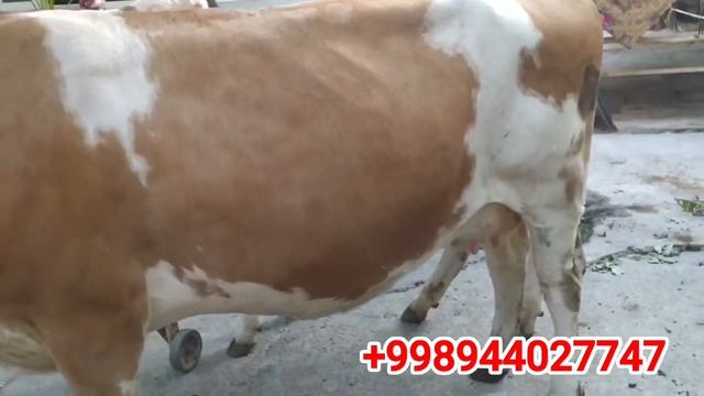 👍XOJI DODA. SIMENTAL SIGIR SOTILADI. ☎️944027747. 💐XAJ SAFARI XAMMAGA NASIB QILSIN. Amin 💐