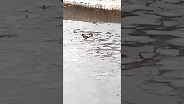 природаречкасойки