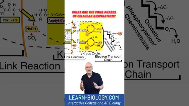What are the four phases of cellular respiration? #cellularrespiration #stem #apbiology