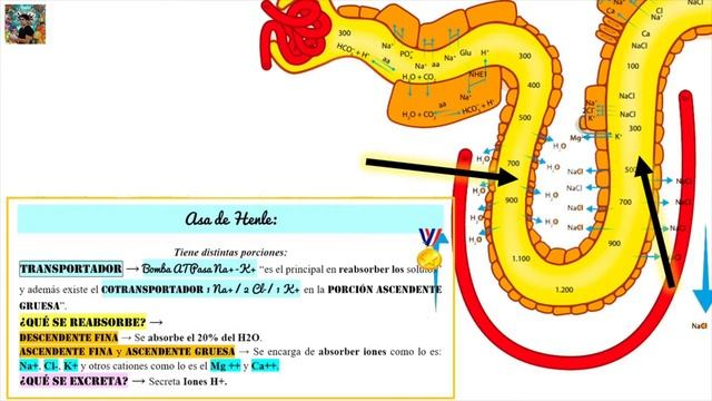 NEFRONA Absorción y Secreción FISIOLOGÍA