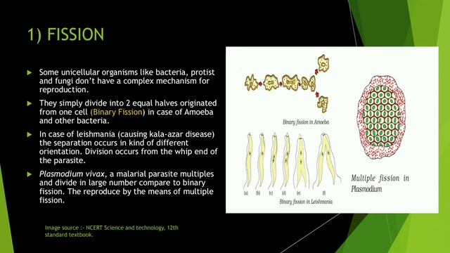How do organisms reproduce??- Asexual reproduction смотреть онлайн