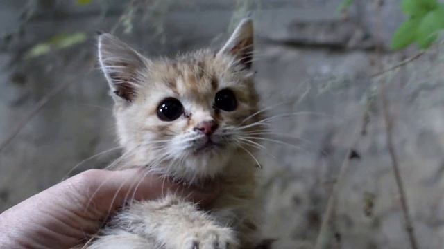 Спасли Маленького Бездомного котенка живущий в подвале