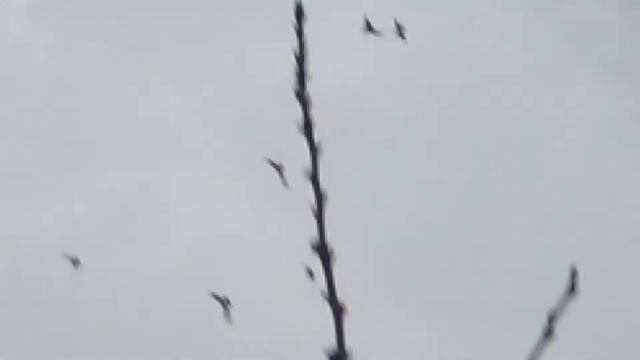 бакинец с седым хвостом (серым) смотреть онлайн