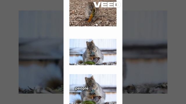 DISCOVER THE QUOKKA смотреть онлайн