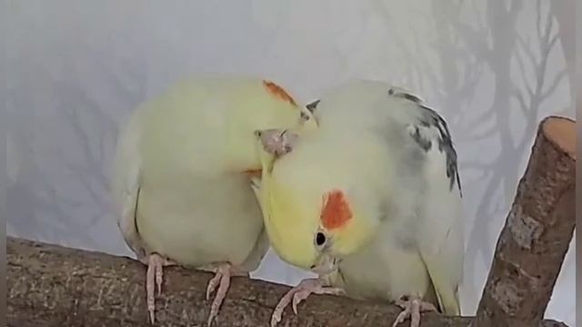 Попугаи корелла. смотреть онлайн