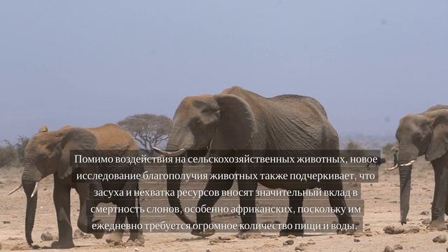 Человечеству придётся отказаться от животноводства смотреть онлайн