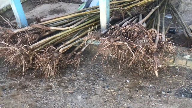 Реши Павловния ро Москва фристонде Точикистон ба пеш 🇹🇯👍 смотреть онлайн