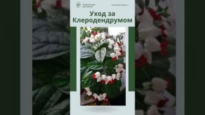 Уход за Клеродендрумом🌿