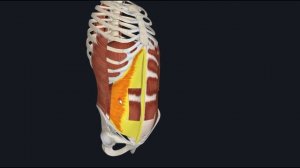 Обзор брюшной стенки 3D Анатомия