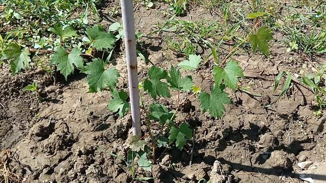 Саженец винограда не растет,что делать..+7(918)47 00 828 смотреть онлайн