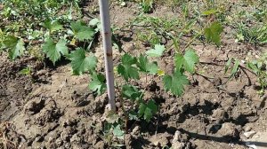 Саженец винограда не растет,что делать..+7(918)47 00 828