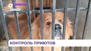 В Приморье приюты для бездомных собак – под пристальным вниманием