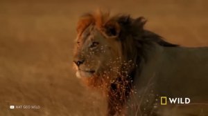 До и После Взросления! Невероятные Трансформации Животных