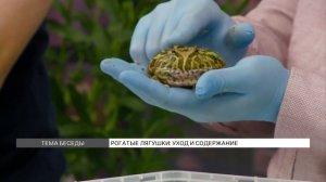 Рогатые лягушки: уход и содержание