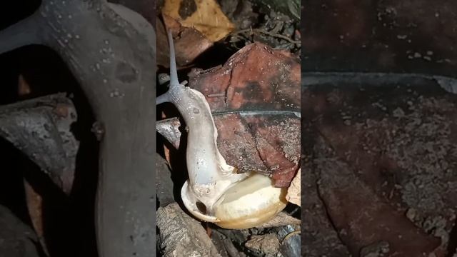 Asia Trump Snail snail country petsnail nature