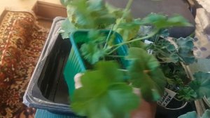 Новинки пеларгонии в моей коллекции 🌺🌺🌺