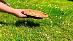 Белый Клевер 🍀: Сбор и Полезные Свойства/ White Clover’s Healing Properties 🍀