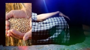 Туш табири - Тушда Галла куриш